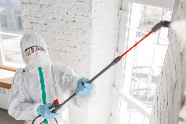 Best Black Mold Removal  in Willow Street, PA