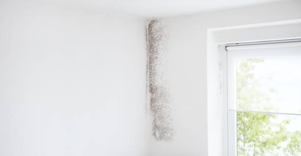 Best Asbestos and Lead Testing During Mold Inspection  in Willow Street, PA